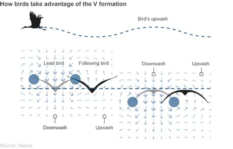 Why Birds Fly in V Formation: Finally, an Explanation – Guardian Liberty Voice