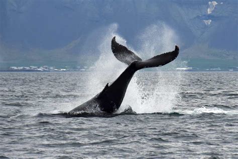 Whale Watching Tour from Reykjavík, Iceland | Day Tours | Arctic Adventures