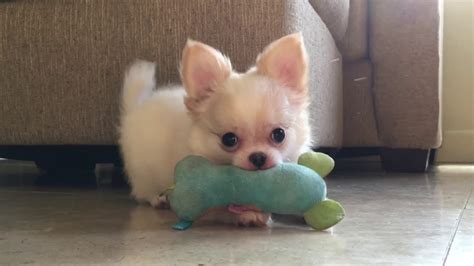 Toy Long Haired Chihuahua Puppies For Sale - ToyWalls