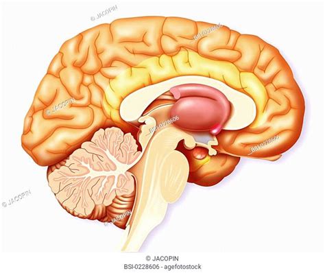 Epithalamus Diagram