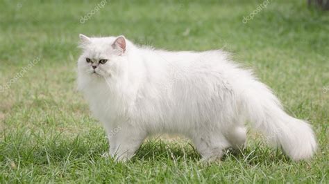 White persian cat walking Stock Photo by ©lufimorgan 54654119