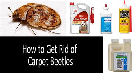 How to get rid of carpet beetles: top-7 best sprays, traps and powders