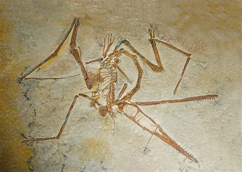 Pterosaur Fossil - Stock Image - C028/5757 - Science Photo Library