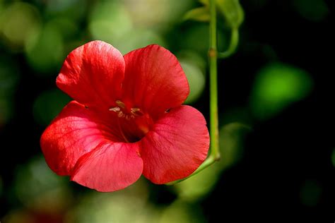 Trumpet Vine Flower Plant Red - Free photo on Pixabay - Pixabay