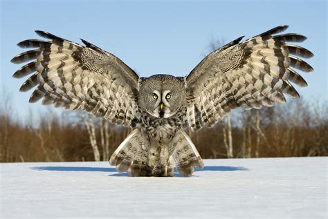 Great Grey Owl (by Jari Peltomäki) : pics