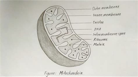 How to draw a Mitochondria easily l Biology Drawing l | Biology drawing, Biology diagrams ...