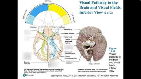 Visual pathways Diagram | Quizlet