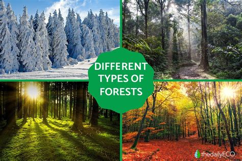 Types Of Forest Pictures With Names - Infoupdate.org