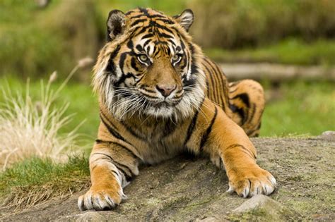 Sumatran Tiger Facts and Pictures | Animal Wildlife