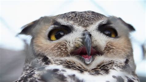 Free photo: Owl Closeup - Bird, Close, Closeup - Free Download - Jooinn