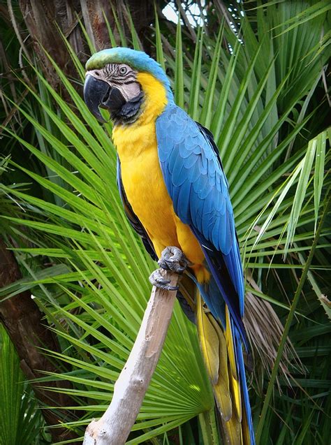 Blue and Gold Macaw Facts, Care as Pets, Price, Pictures | Singing ...