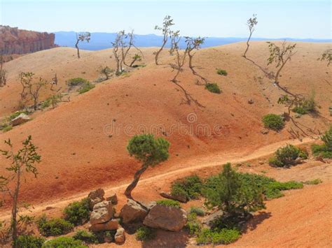 Ecosystem, Shrubland, Wilderness, Sky Picture. Image: 110551300