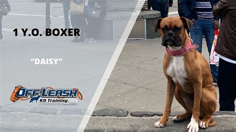 25+ Boxer Dog Guard Training Photo - Bleumoonproductions