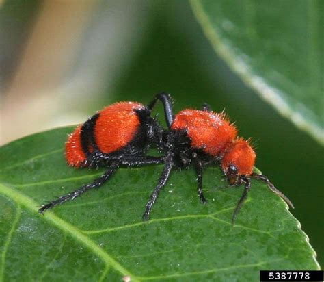 Velvet Ants | Home & Garden Information Center