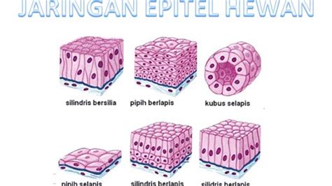 Jenis Jenis Jaringan Epitel - Homecare24