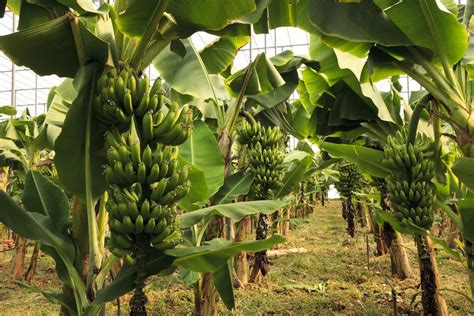 Can You Grow Bananas In Zone 9: Tips On Growing Bananas In Zone 9 Gardens | Gardening Know How