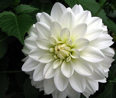 White dahlia