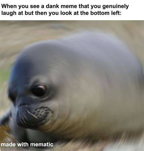 We need more seal memes : r/dankmemes