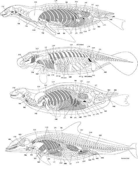 Sea Lion Anatomy - Anatomy Book