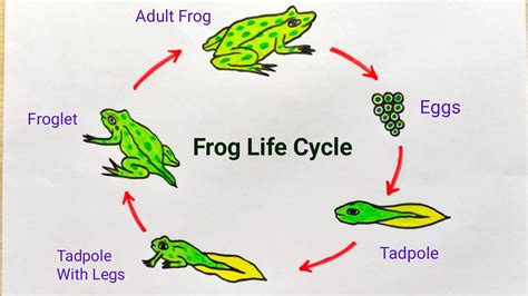 Life Cycle Of A Frog Kit