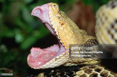 147 Timber Rattlesnake Stock Photos, High-Res Pictures, and Images - Getty Images