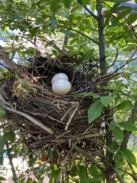 Mourning Dove Eggs Hatch