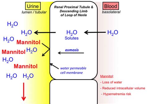 Osmotic diuresis defined & osmotic diuresis causes