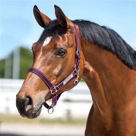 Amigo Unisex Headcollar Head Collar Horse Riding Equipment | eBay