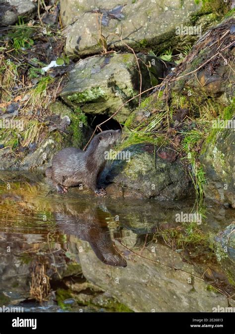 Lutra lutra germany hi-res stock photography and images - Alamy