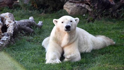 Aussie, oldest male polar bear in North America, euthanized at Brookfield Zoo - ABC7 Chicago