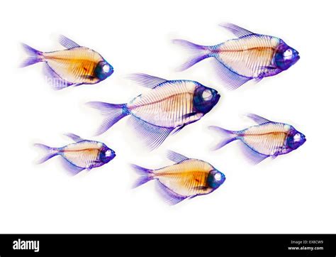 fish skeleton anatomy Stock Photo - Alamy