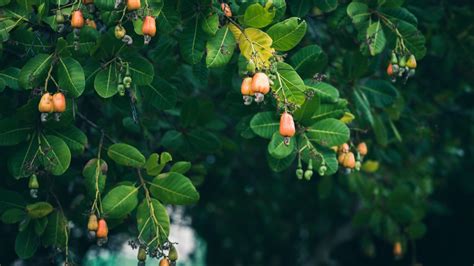 Cashew Tree Care Tips: How to Grow a Cashew Tree - 2024 - MasterClass