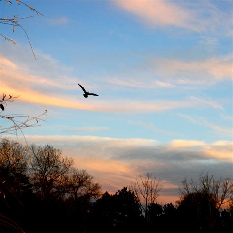 Flying Bird at Sunset – Photos Public Domain