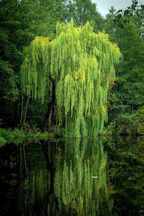 Willow tree symbolism and meaning – Artofit