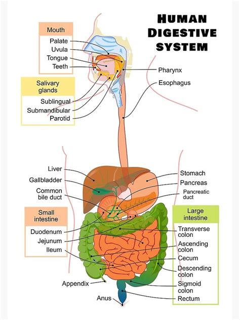 Diagram of the Human Digestive System Poster