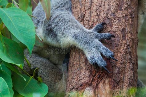 Close up of Koala claws stock photo. Image of fauna, teddy - 45208616