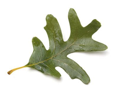 How To Identify An Oak Tree By Its Leaves | Leafandtrees.org