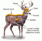 Whitetail Deer Passion: CWD (Chronic Wasting Disease)