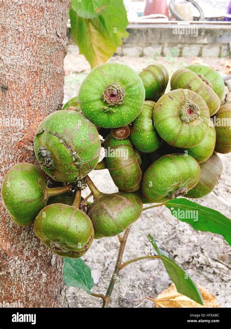 Wild Fig Tree Root Stock Photos & Wild Fig Tree Root Stock Images - Alamy