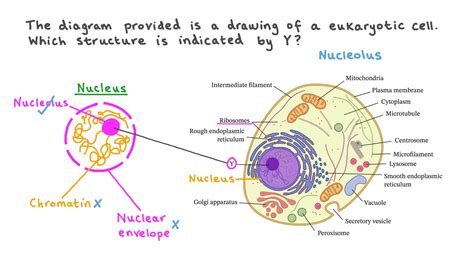 Nucleus Diagram