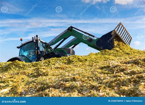 Harvesting of silage stock photo. Image of maize, harvested - 256078694