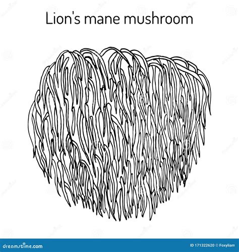 Lion's Mane Mushroom Stock Illustrations – 3 Lion's Mane Mushroom Stock Illustrations, Vectors ...