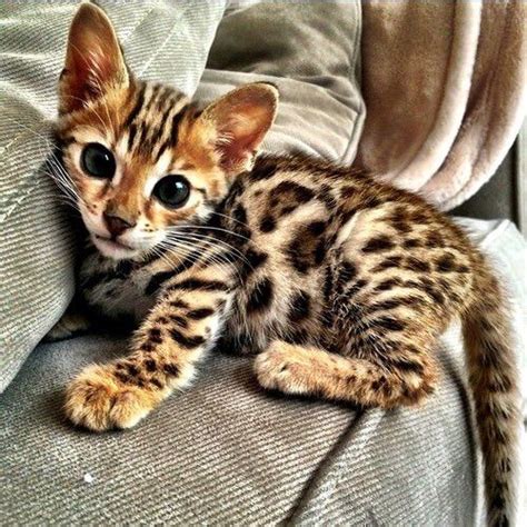 I LOVE BENGAL KITTENS!! | How Do It Info