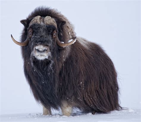 Musk Ox Facts, History, Useful Information and Amazing Pictures