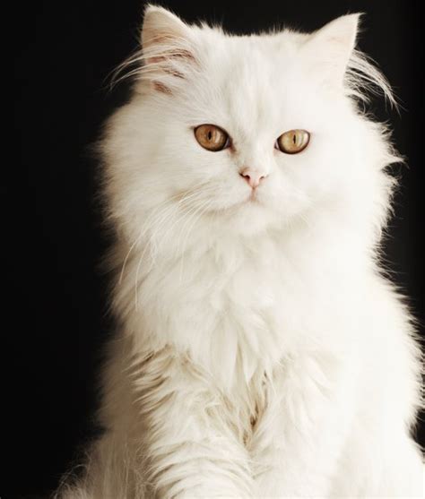 Persian White Cat - Bin3aiah World!