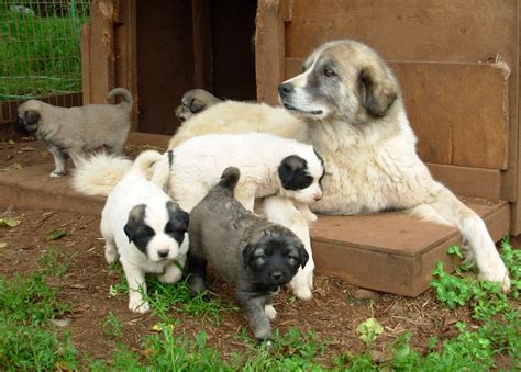 Shepherds Rest Farm: Anatolian Shepherd Puppies 4 Weeks Old