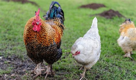 How to Tell a Rooster From a Hen (Male vs. Female Differences)