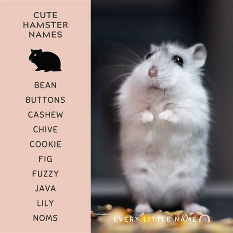 240+ Best Hamster Names (Cute, Funny, and Quirky) - Every Little Name