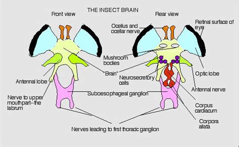 INSECT BRAINS