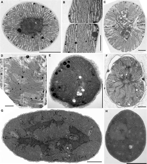 Thylakoid Membrane Cyanobacteria